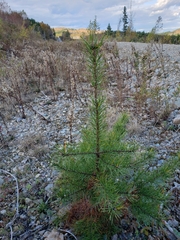 Pinus banksiana image