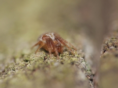 Araneus sturmi