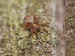 Araneus sturmi