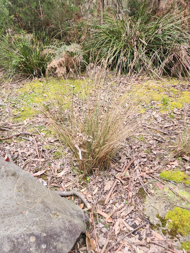 broom-rush-from-quoiba-tas-7310-australia-on-october-21-2023-at-11-33