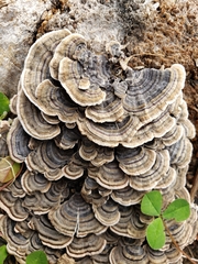 Trametes versicolor image