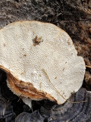 Trametes versicolor image