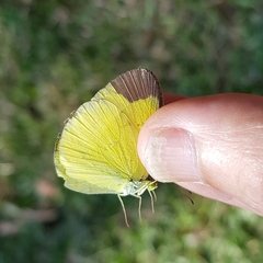 Eurema sari