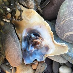 Malleus meridianus