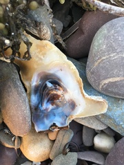 Malleus meridianus