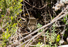 Sarothrura affinis affinis