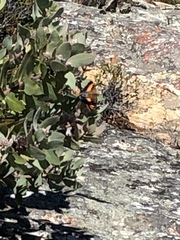 Charaxes pelias