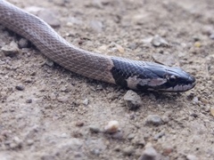 Macroprotodon brevis ibericus