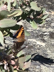 Charaxes pelias