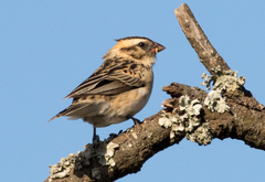 Pin-Tailed Whydah photo 3