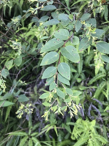 Diplomorpha pauciflora iNat (2)