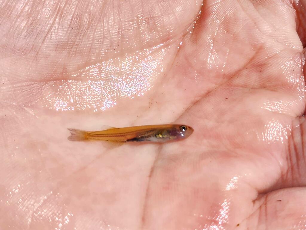 Brachygalaxias (Brachygalaxias bullocki) — Galaxiidae