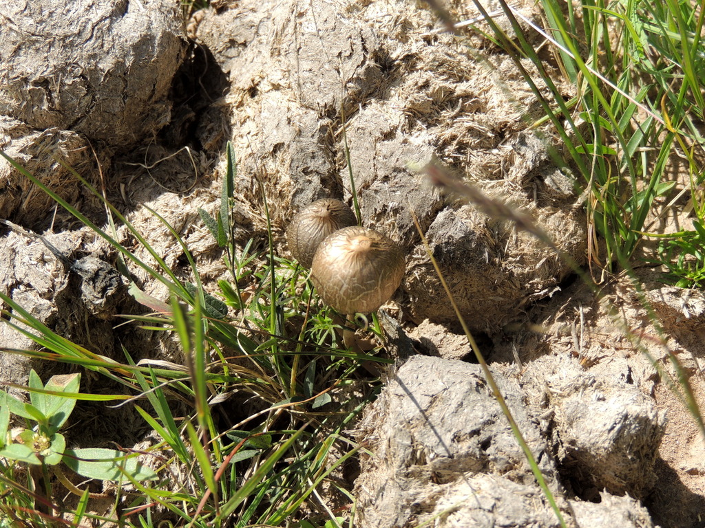 Panaeolus papilionaceus · April 2015 · photo: © carancho (iNaturalist, cc-by)