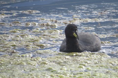 Fulica cornuta
