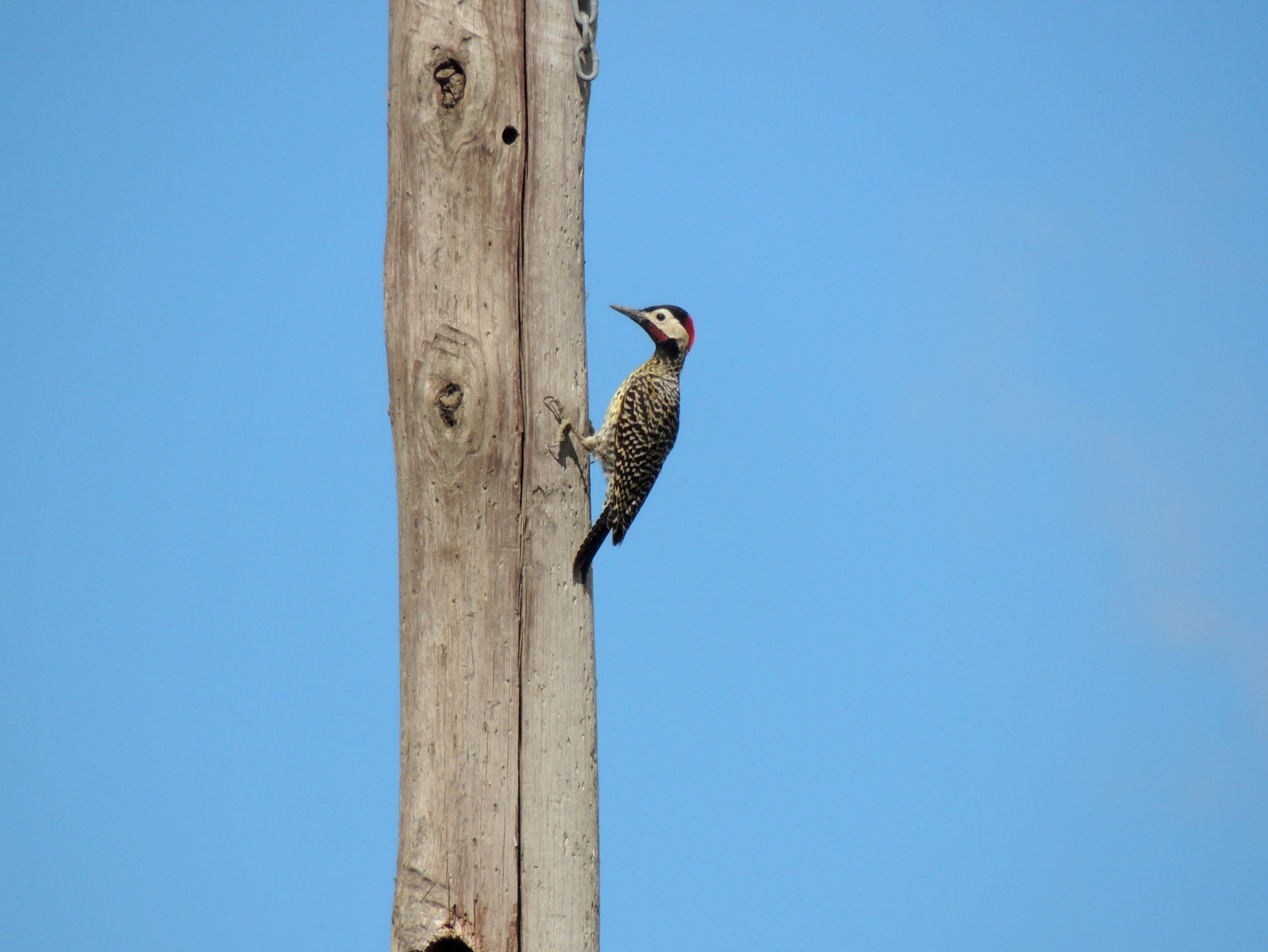 Green-barred Woodpecker (Colaptes melanochloros)