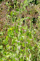 Ballota nigra