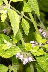 Ballota nigra
