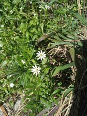 Stellaria cupaniana