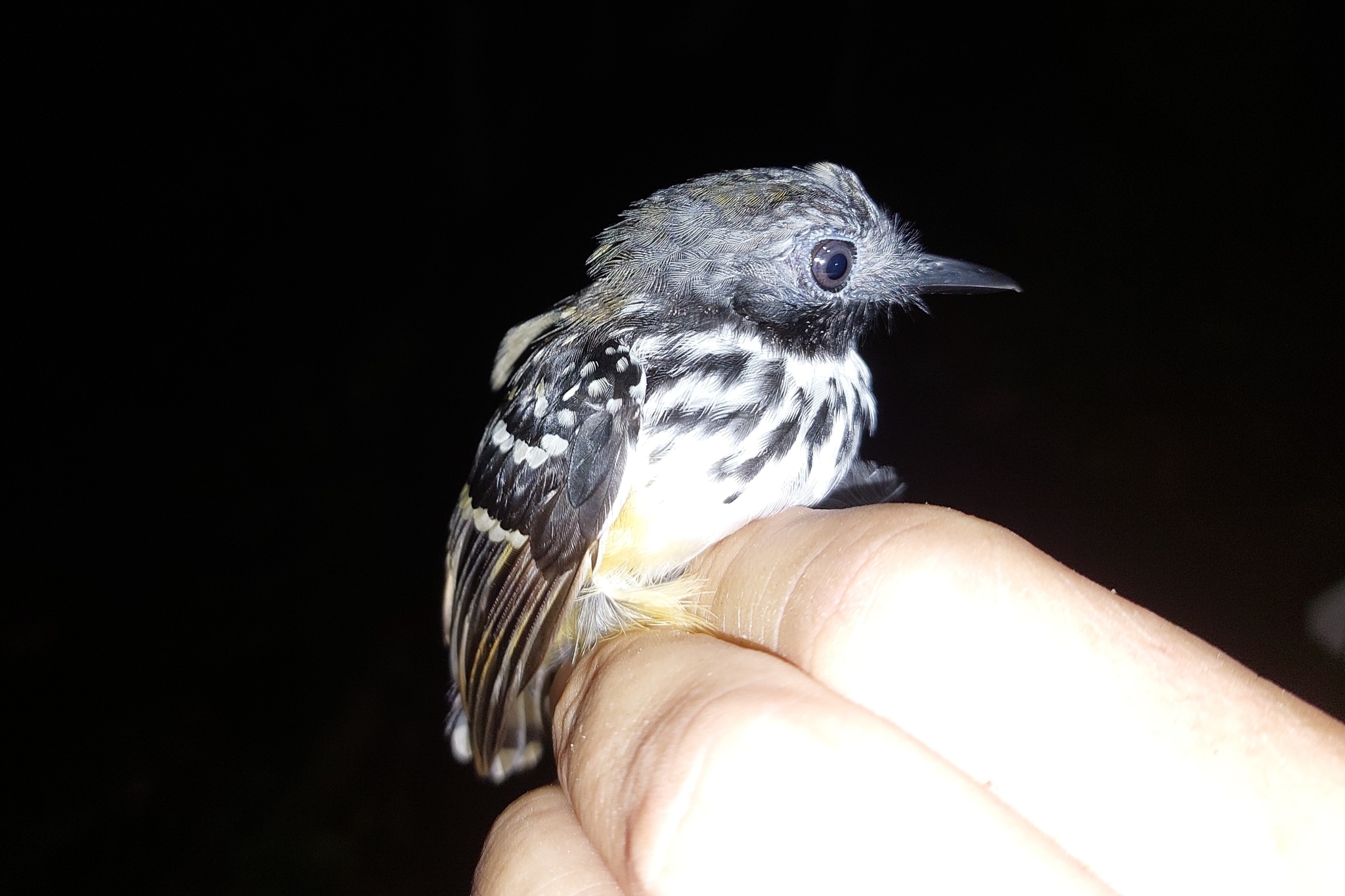 Spot-backed Antbird (Hylophylax naevius), photo 1