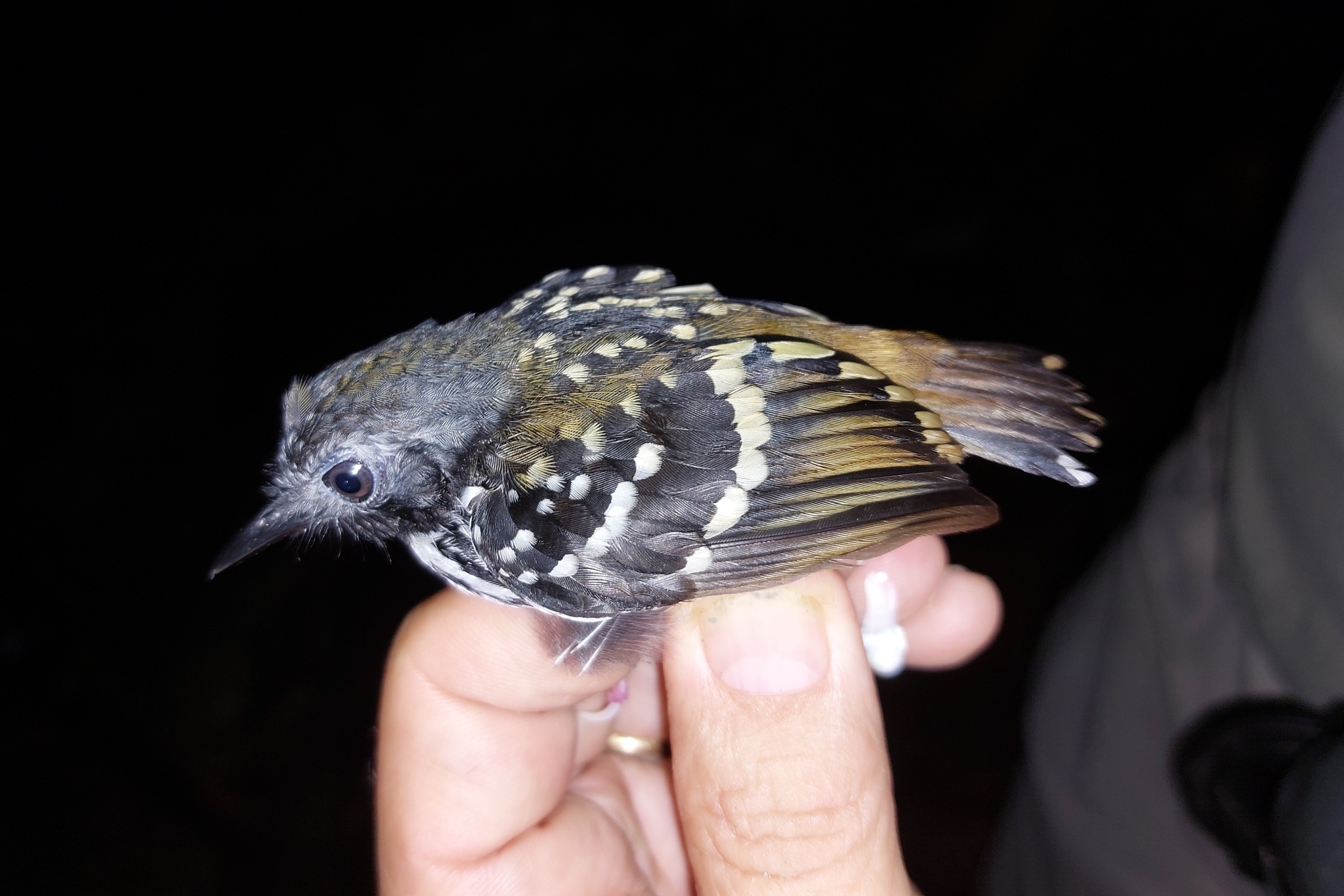 Spot-backed Antbird (Hylophylax naevius), photo 2
