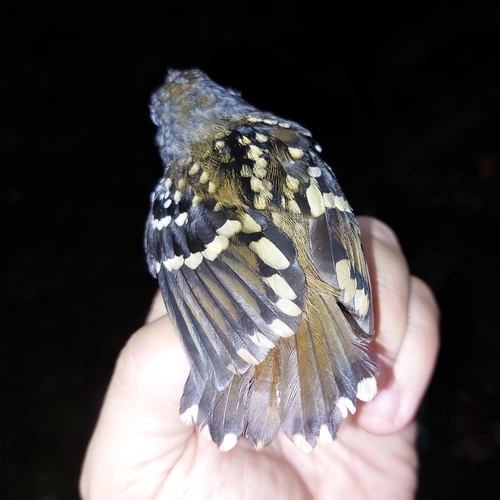 Spot-backed Antbird (Hylophylax naevius), photo 6