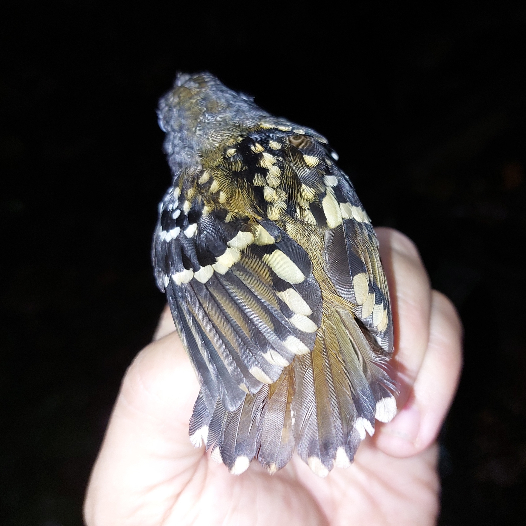 Spot-backed Antbird (Hylophylax naevius), photo 3