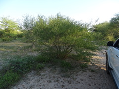 Vachellia arenaria