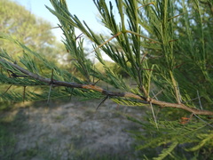 Vachellia arenaria