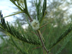 Vachellia arenaria