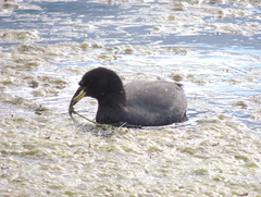 Fulica cornuta