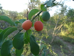 Ximenia