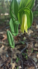 Uvularia perfoliata