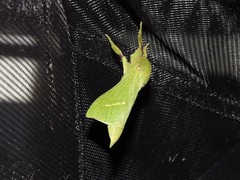 Aenetus blackburnii
