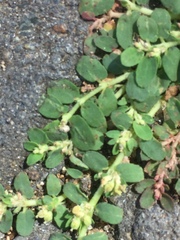 Euphorbia thymifolia