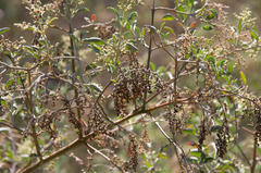 Chenopodium parabolicum