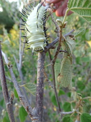 Lophostethus dumolinii