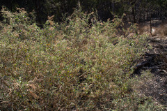 Chenopodium parabolicum
