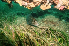 Cochleoceps bicolor