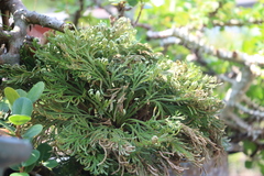 Selaginella tamariscina