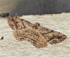 Boarmia curtaria