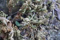 Selaginella tamariscina