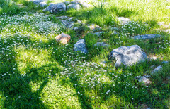 Matricaria chamomilla