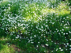 Matricaria chamomilla