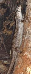 Trachylepis wahlbergii