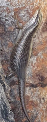 Trachylepis wahlbergii