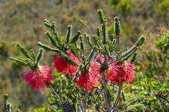 Melaleuca transversa