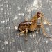 Spotted Camel Cricket - Photo (c) bugsforgen22, some rights reserved (CC BY-NC)