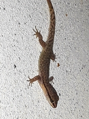 Borelli's Marked Gecko photo 4