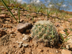 Coryphantha gracilis