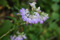 Collinsia